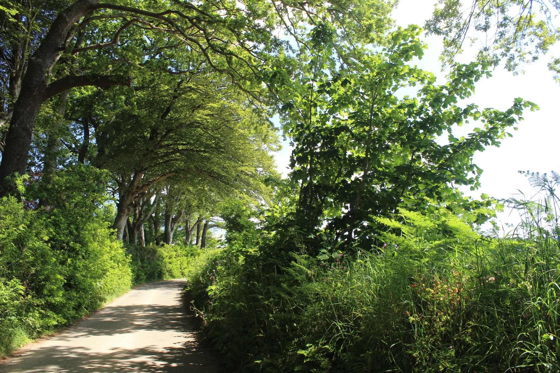 Parish Lane